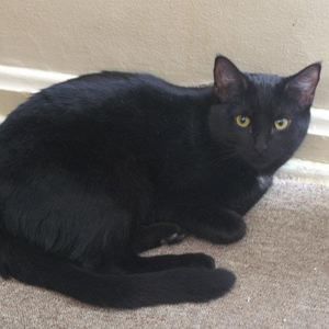 Meet your Posher, Lisa